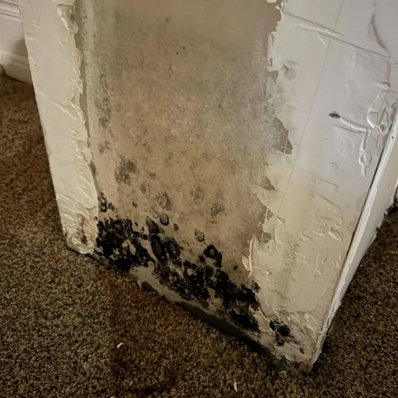 Professional Mold Removal in Doffing, TX